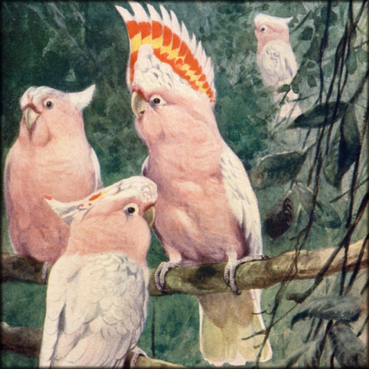 The Natural History of Animals v.1 (1905) - 12 images