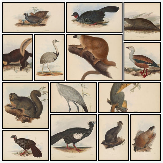 Gleanings from the Menagerie and Aviary at Knowsley Hall v.1 | A snapshot of some of the images