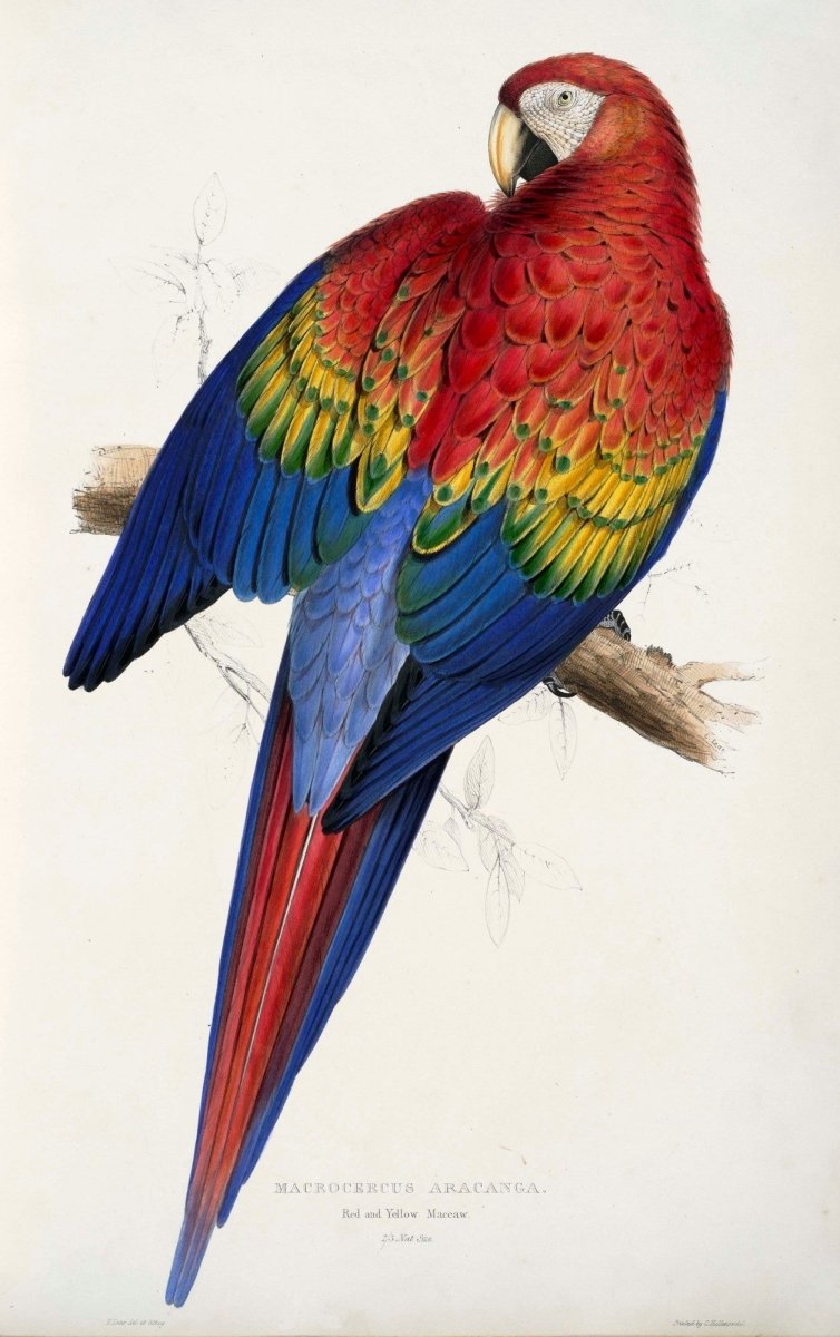 The Family of Psittacidae 1832 - Edward Lear - 42 images | Dimensions 2645 x 4213 pixels