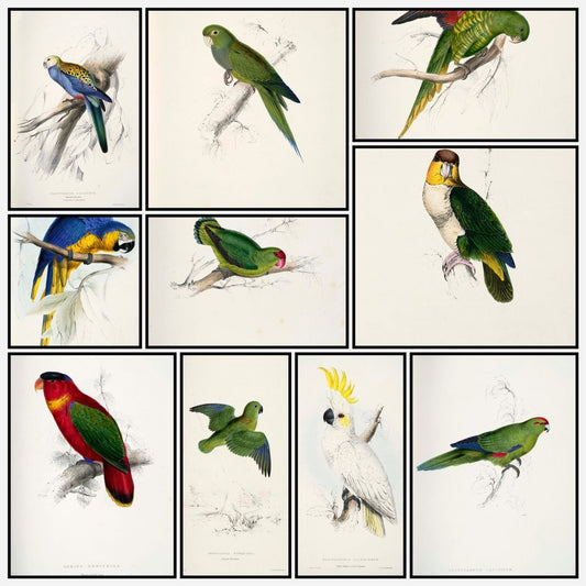 The Family of Psittacidae 1832 - Edward Lear - 42 images | A snapshot of some of the images