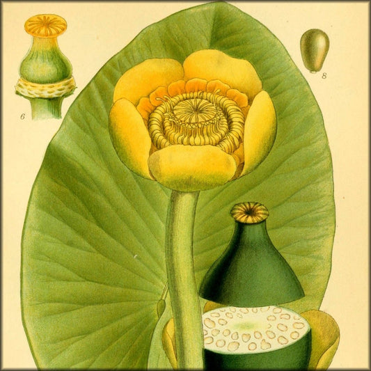 Carl Lindman Public Domain Images to Download | Billeder af Nordens Flora v.1 1917 - 268 images