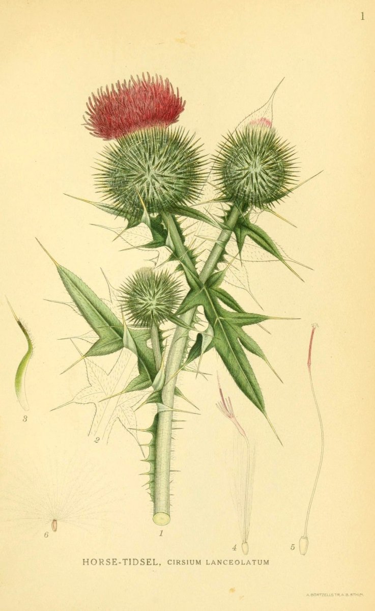 Billeder af Nordens Flora v.1 1917 - Carl A.M. Lindman | Dimensions 2147 x 3498 pixels