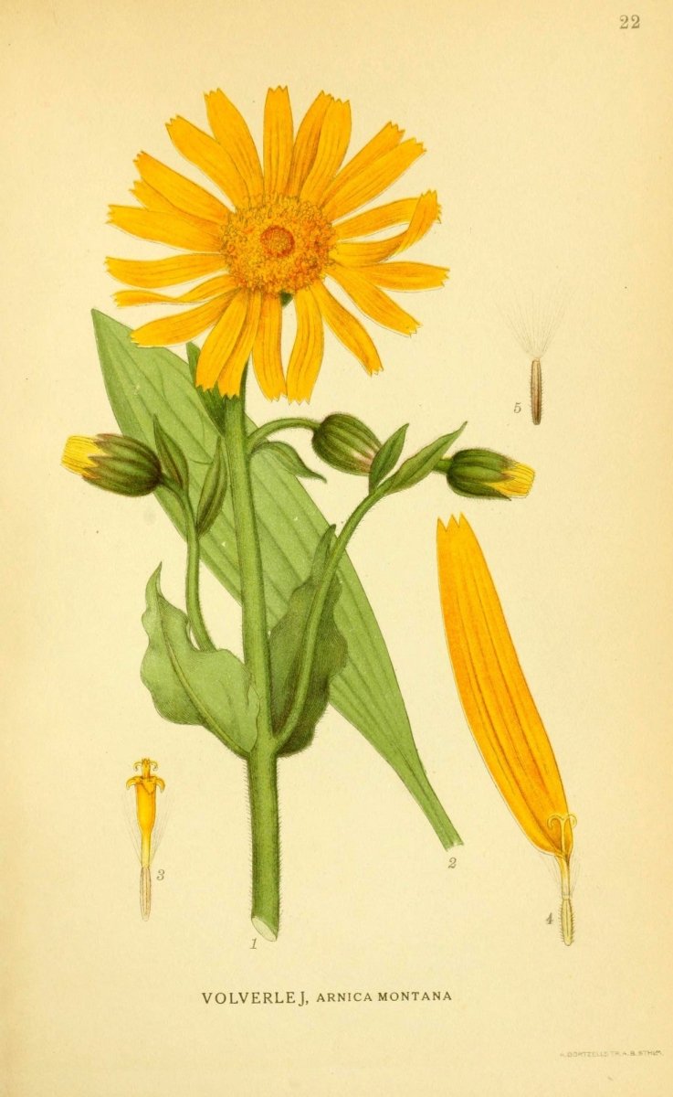 Billeder af Nordens Flora v.1 1917 - Carl A.M. Lindman | Carl Lindman Public Domain Images to Download | Dimensions 2147 x 3498 pixels