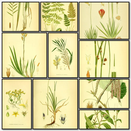 Billeder af Nordens Flora v.2 1917 - Carl A.M. Lindman | A snapshot of some of the images