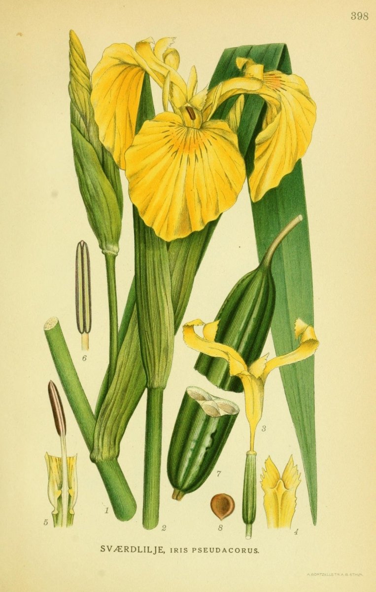 Billeder af Nordens Flora v.2 1917 - Carl A.M. Lindman | Dimensions 2195 x 3454 pixels