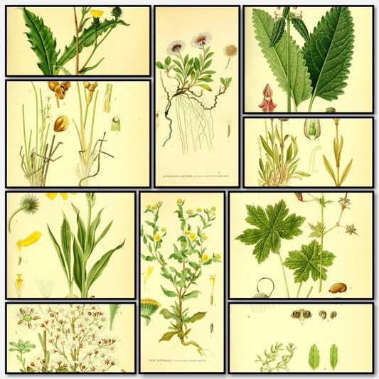 Billeder af Nordens Flora v.4 1917 - Carl A.M. Lindman | A snapshot of some of the images