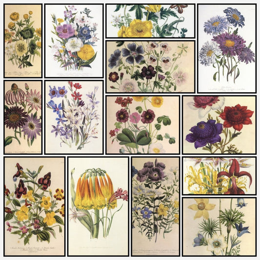 Jane Loudon Botanical Artwork in the Public Domain | A snapshot of some of the images
