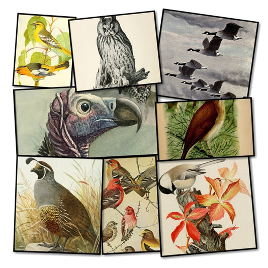 Louis Agassiz Fuertes Public Domain Images to Download | Digital Download - 548 images