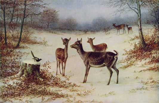 William Luker Jr - Fallow Deer in the Winter | Dimensions 5070 x 3280 pixels