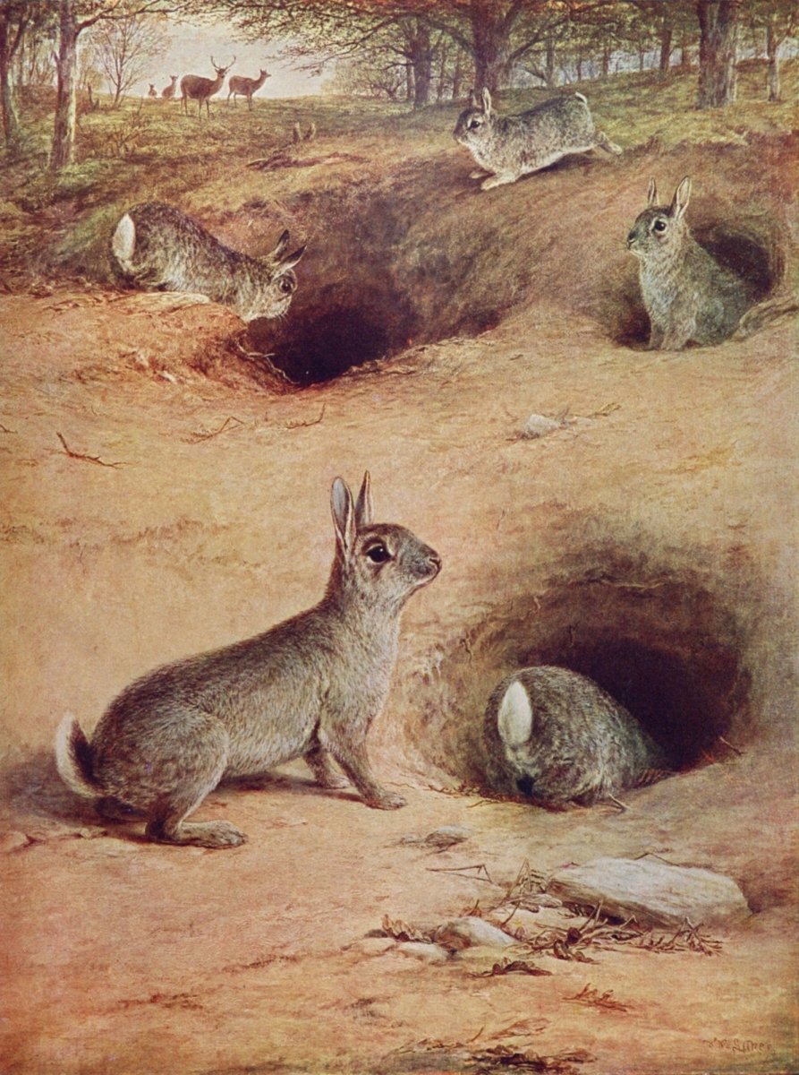 William Luker Jr (1867-1951) - Rabbits | Dimensions 3577 x 4809 pixels