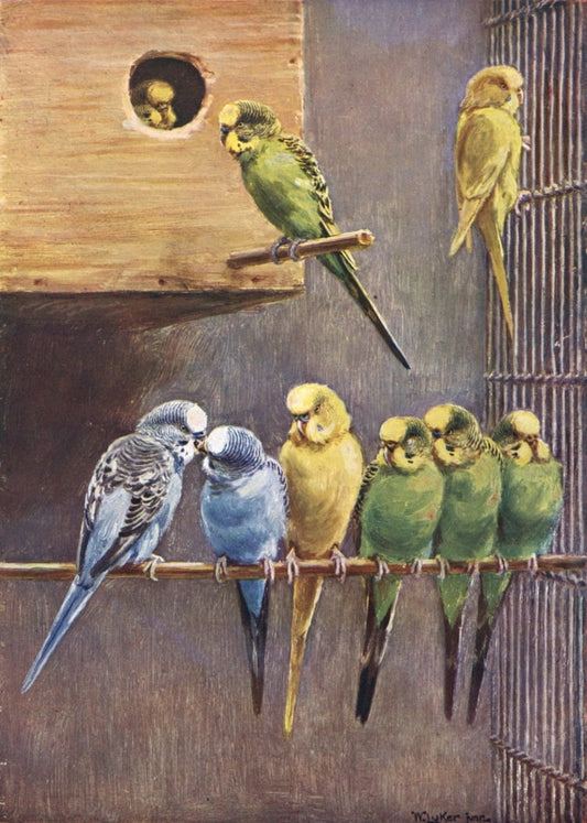 William Luker - Australian Budgerigars | Dimensions 3464 x 4856 pixels