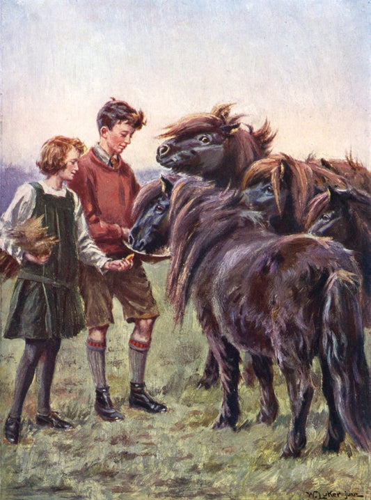 William Luker Jr - Shetland Ponies in their Winter Coats | Dimensions 3576 x 4816 pixels