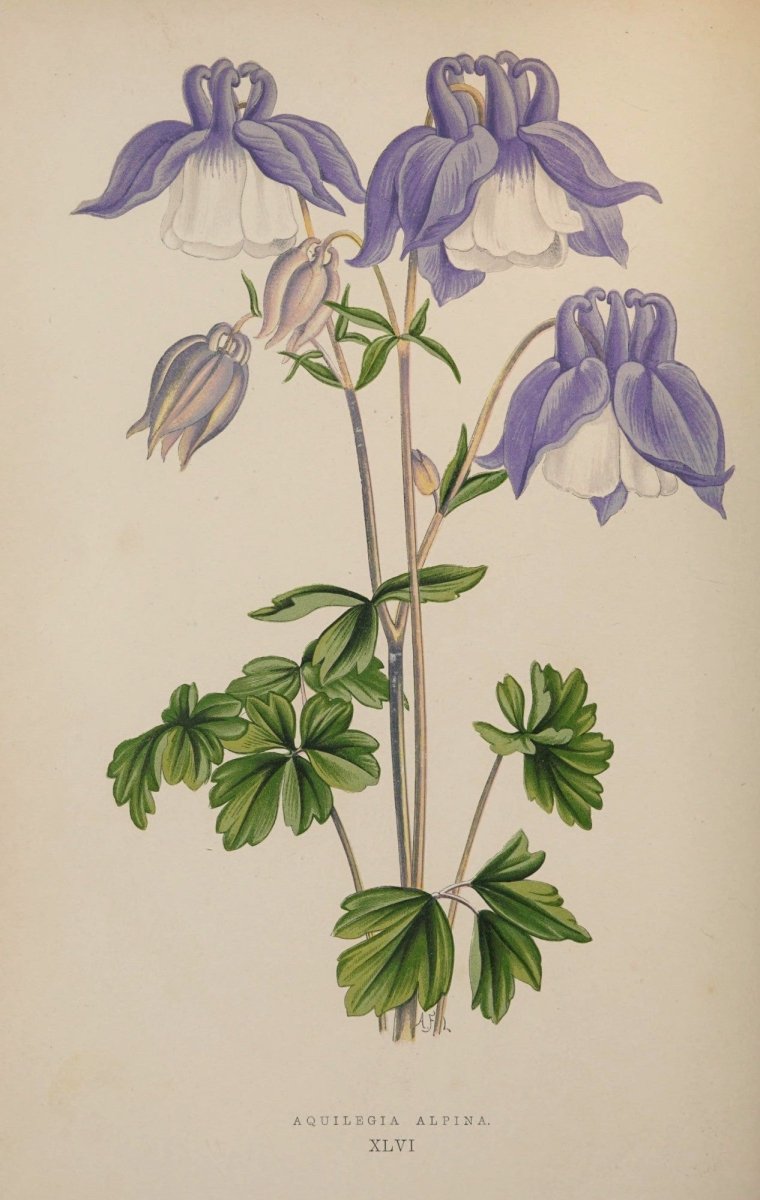 Alpine Plants v.1 1872 - Alexander Lydon - 54 images | Dimensions 2880 x 4548 pixels