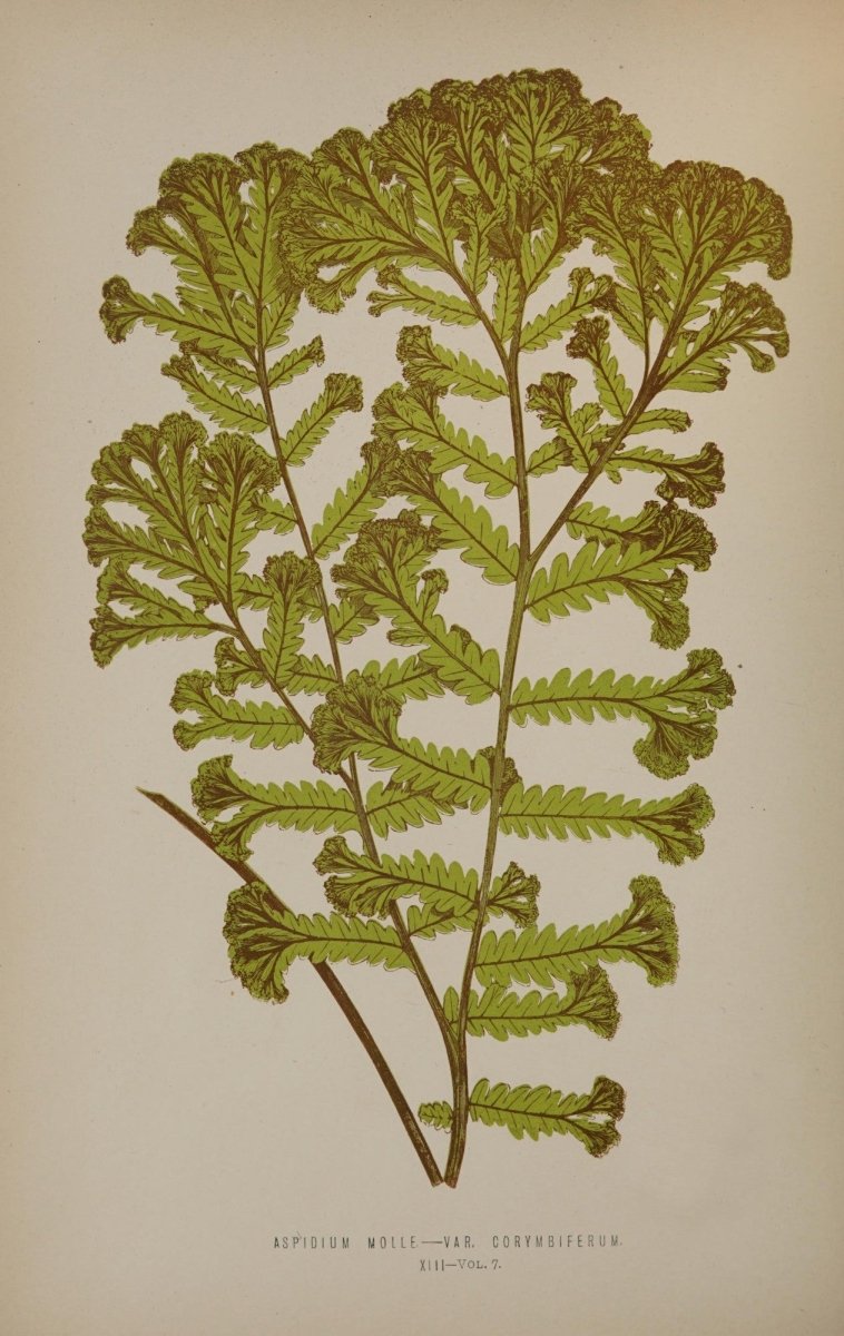 Ferns British and Exotic v.7 1872 - Alexander Lydon | Dimensions 3026 x 4792 pixels