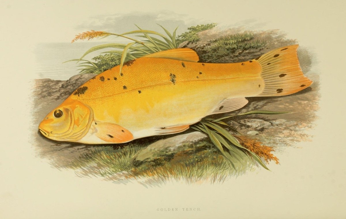 British Fresh Water Fishes Vol.1 - Alexander Lydon | Dimensions 3840 x 2435 pixels