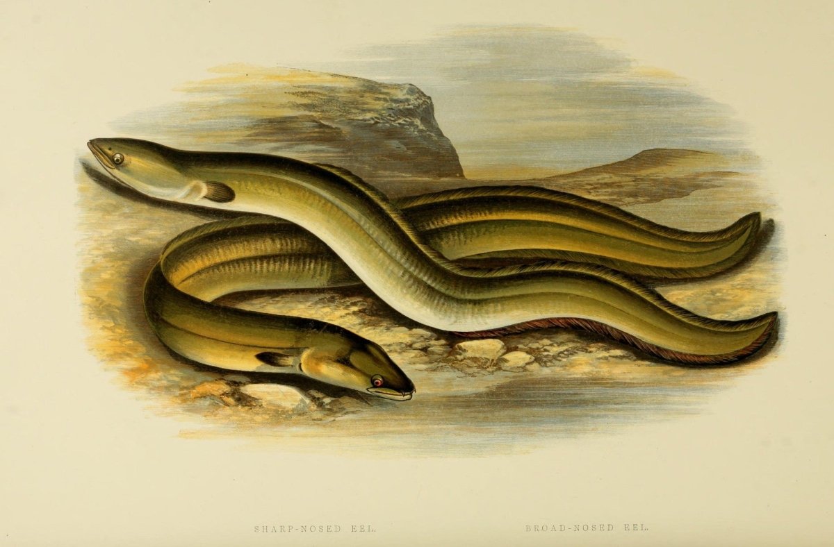 British Fresh Water Fishes Vol.2 - Alexander Lydon | Dimensions 3730 x 2450 pixels
