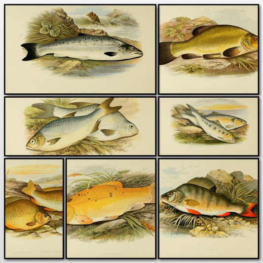 British Fresh Water Fishes Vol.1 - Alexander Lydon | A snapshot of some of the images