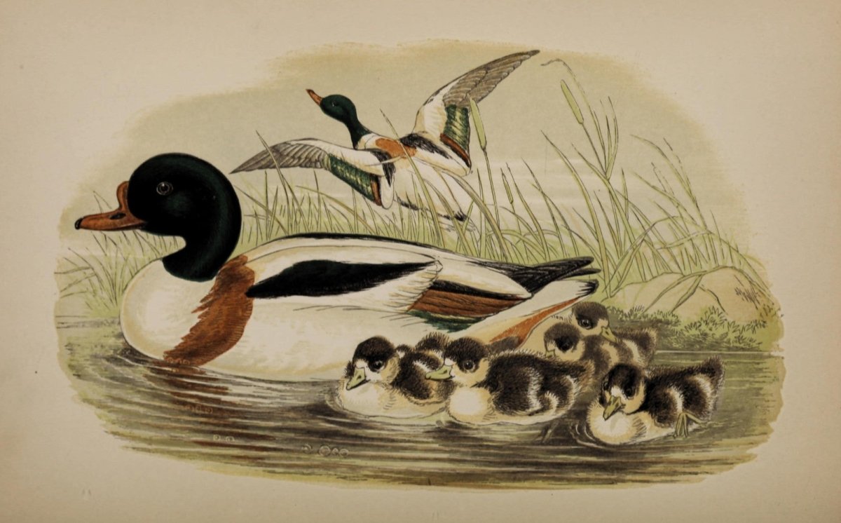Sea-side Walks of a Naturalist 1870 - Alexander Lydon | Dimensions 4150 x 2580 pixels