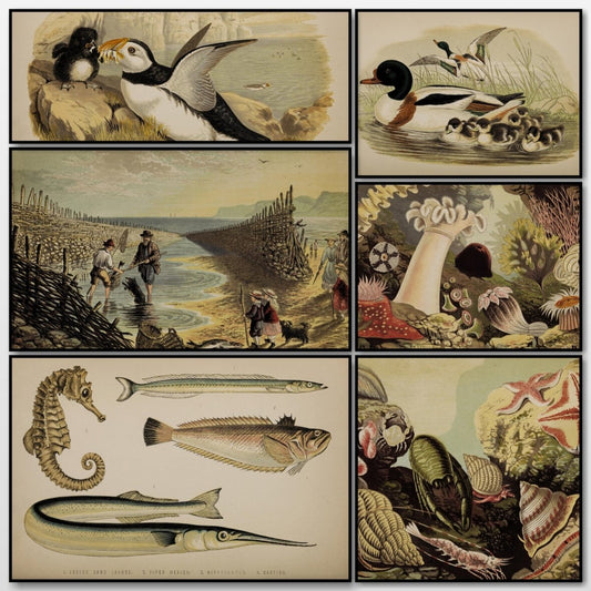 Sea-side Walks of a Naturalist 1870 - Alexander Lydon | A snapshot of some of the images