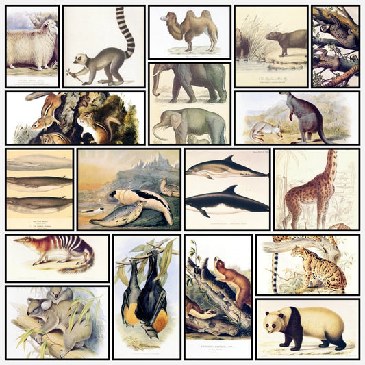 Mammals of the World - 56 Images to Download | A snapshot of some of the images