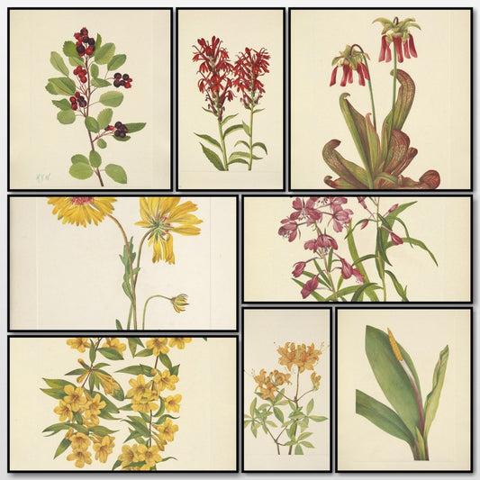 Mary Vaux Walcott Public Domain Images to Download | A snapshot of some of the images