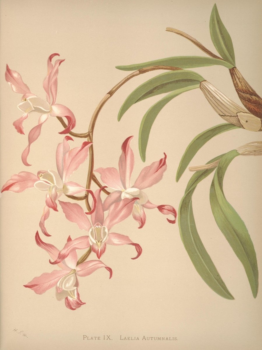 Orchids, The Royal Family of Plants - Harriet Stewart Miner | Dimensions 4632 x 6184 pixels