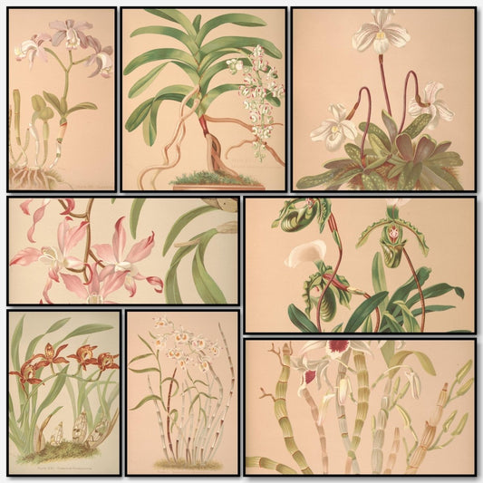 Orchids, The Royal Family of Plants - Harriet Stewart Miner | A snapshot of some of the images