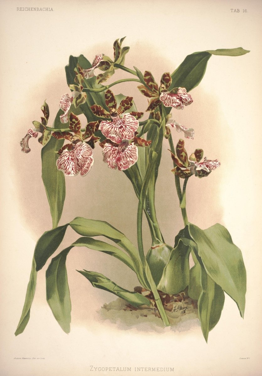 Reichenbachia (Orchids) 1886 - Henry G Moon - 126 images | Dimensions 4292 x 6166 pixels