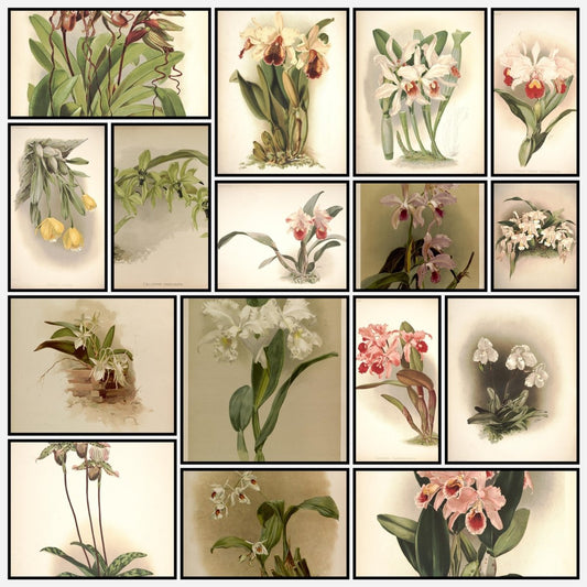 Reichenbachia (Orchids) 1886 - Henry G Moon - 126 images | Digital Download - 126 images