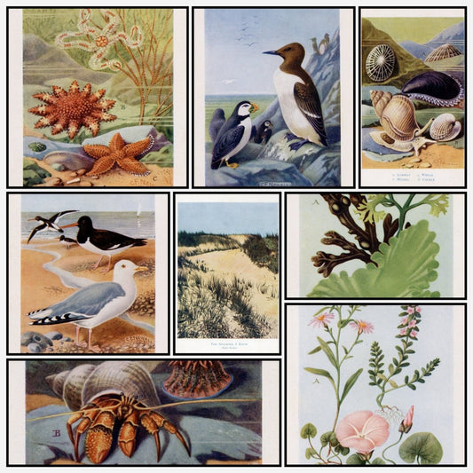 The Seashore I Know 1913 - Charles F. Newall - 8 images | A snapshot of the images