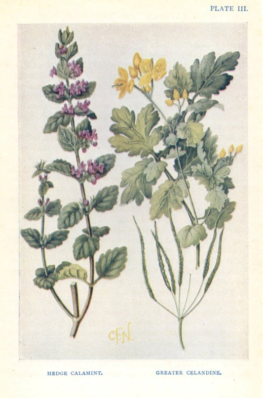 Wild Flowers of the Hedgerow 1910s - Charles F. Newall | Dimensions 2576 x 3892 pixels