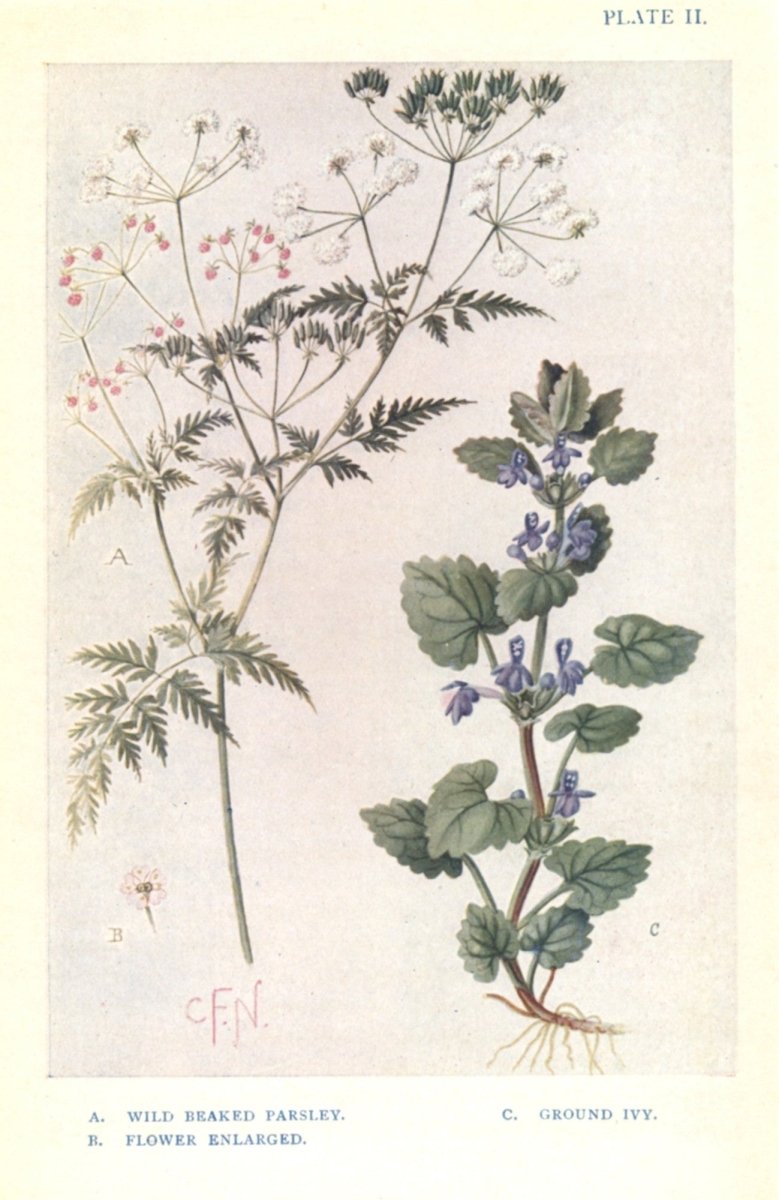 Wild Flowers of the Hedgerow 1910s - Charles F. Newall | Dimensions 2544 x 3918 pixels