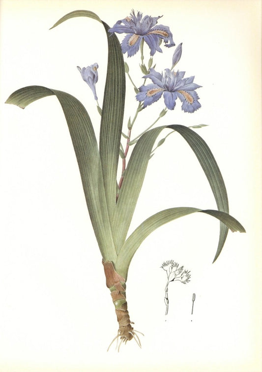 Dimensions 6312 x 8952 pixels