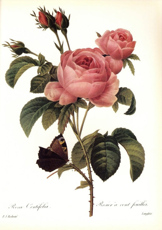 Dimensions 6300 x 8952 pixels