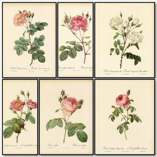Les Roses 1821 - Pierre-Joseph Redouté - 24 images | A snapshot of some of the images