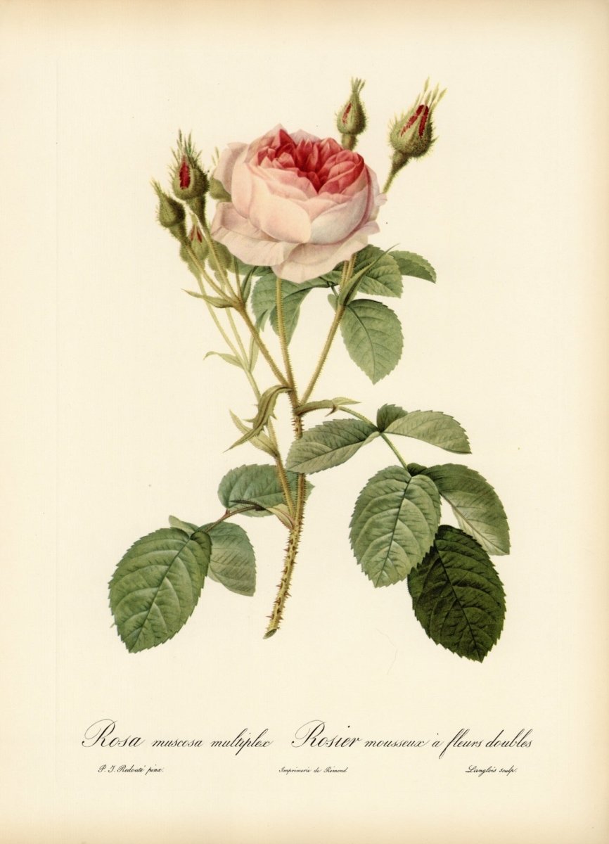 Les Roses 1821 - Pierre-Joseph Redouté - 24 images | Dimensions 6888 x 9540 pixels