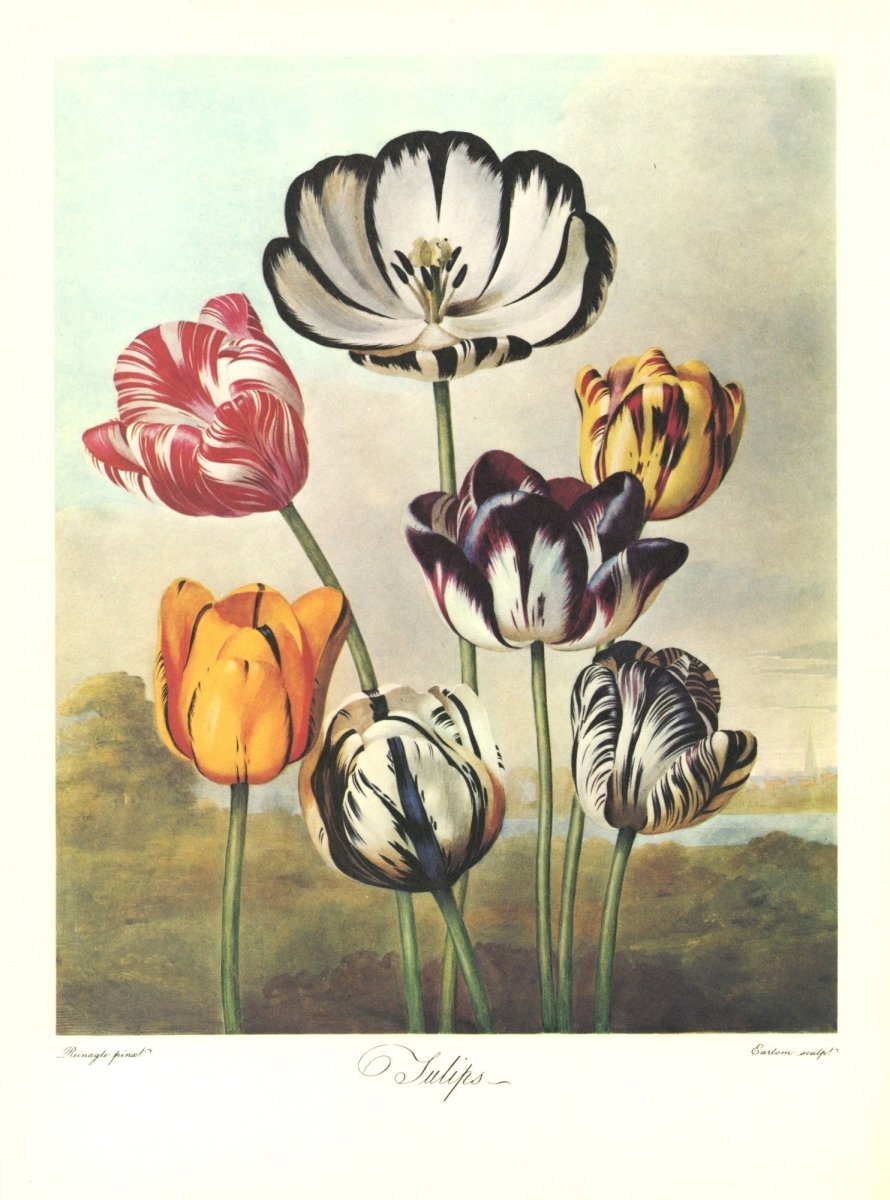 The Temple of Flora 1807 - 30 images | Dimensions 4800 x 6468 pixels