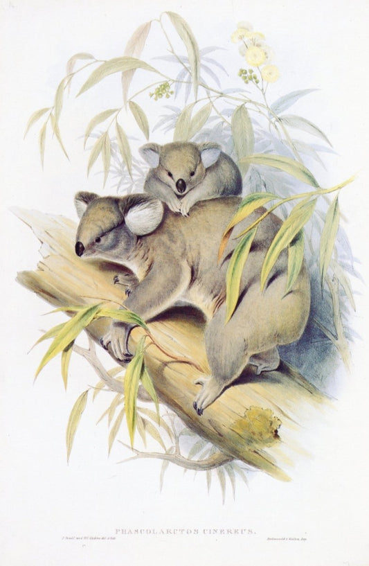 Dimensions 4752 x 7284 pixels