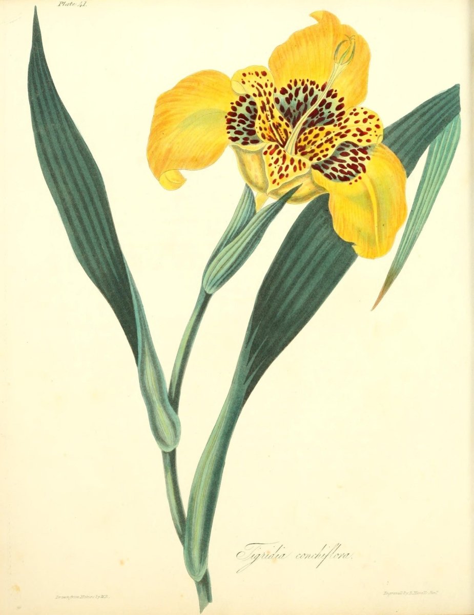 Floral Illustrations of the Seasons 1831 - Margaret Roscoe | Dimensions 2552 x 3312 pixels