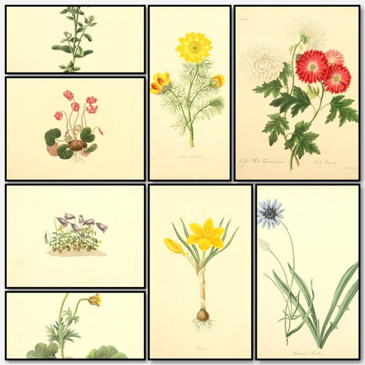 Floral Illustrations of the Seasons 1831 - Margaret Roscoe | A snapshot of some of the images