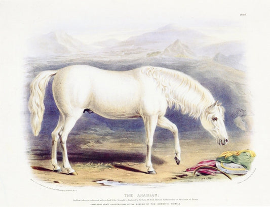 Dimensions 6706 x 5145 pixels