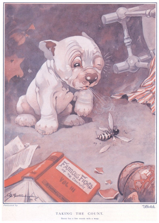 George Studdy - Taking the Count, from Sketch 1922 | Dimensions 4410 x 6190 pixels