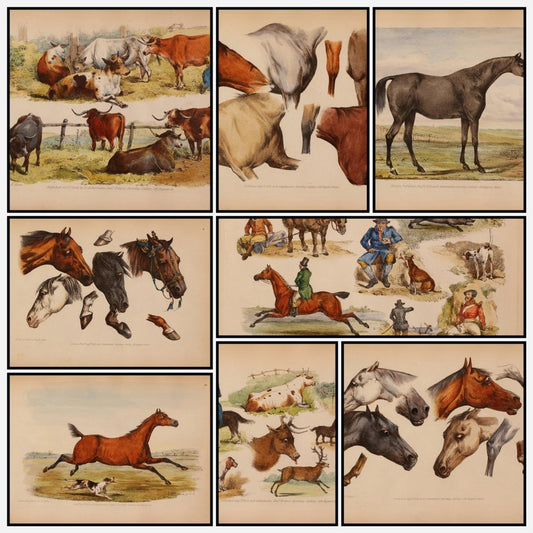 Studies of the Horse 1831 - Henry Alken - 25 images | A snapshot of some of the images