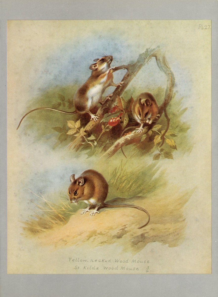 British Mammals 1920 - Archibald Thorburn - 50 images | Dimensions 4424 x 6027 pixels