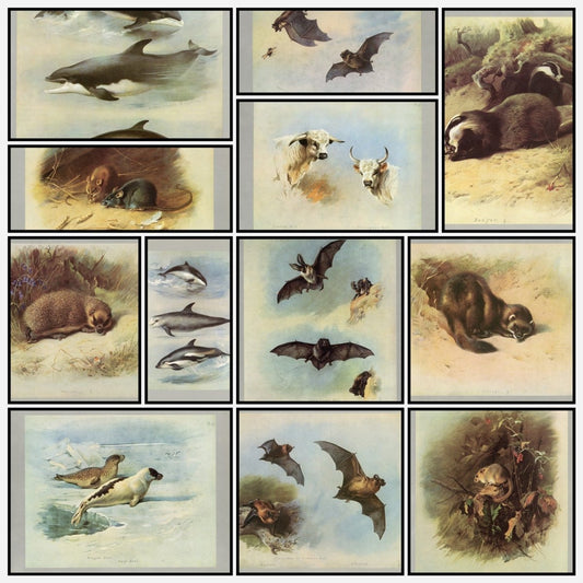 British Mammals 1920 - Archibald Thorburn - 50 images | A snapshot of some of the images