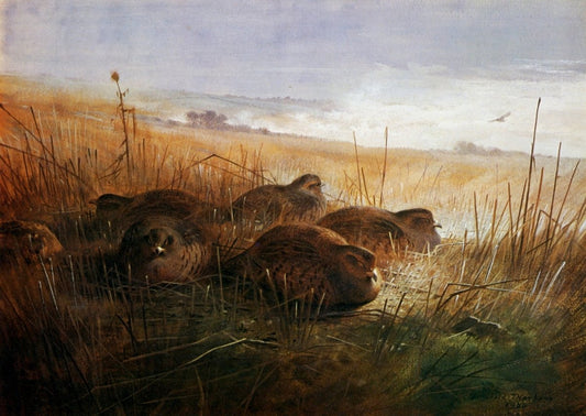 Dimensions 6460 x 4580 pixels