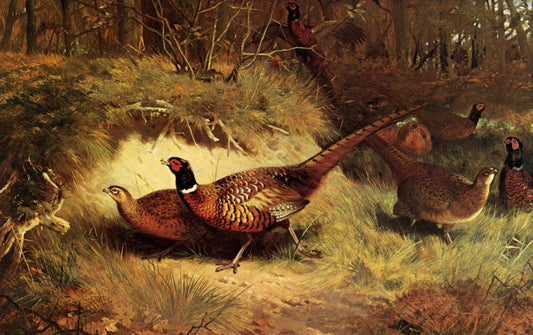 Dimensions 6650 x 4180 pixels