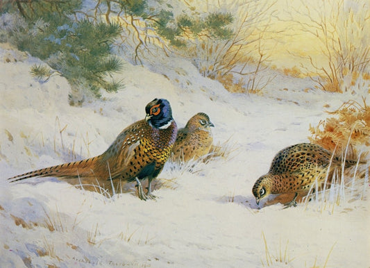 Dimensions 6400 x 4630 pixels