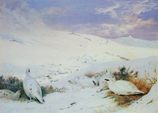 Dimensions 6408 x 4584 pixels