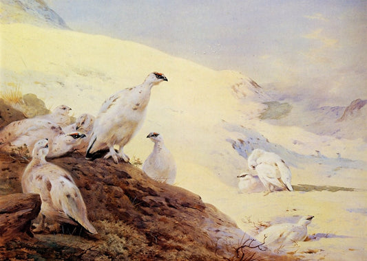 Dimensions 6450 x 4600 pixels